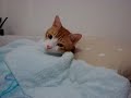 [ネコ]猫が見せるベッドでの「すやすやタイム」が可愛すぎる。のサムネイル3