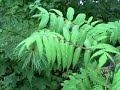 Nature Rain Meditation - Part 2
