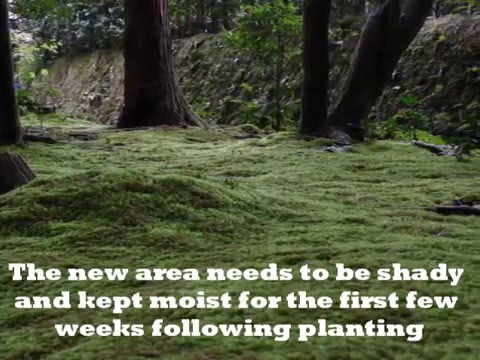 how to transplant moss