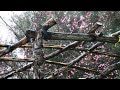 Primavera di mimose a Pasqua Music Antony TNT Fiumara