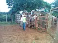 mateus x sertao