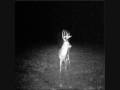 videos de Alabama Deer Hunting Nice 6 Point and BRUISER 8/9 Point
