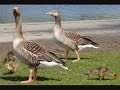 eastpark hull wildlife promo