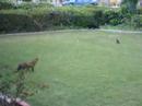 Duckling pwns cat 2