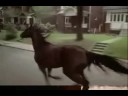 MELODYS HORSES