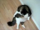 Coonie Grooming