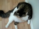 Coonie Grooming