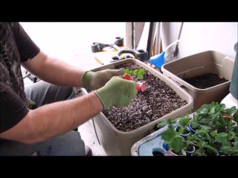 how to transplant artichoke plants