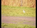 Cattle Egret Musbury Devon Cattle Egret Musbury Devon