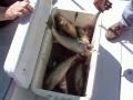 Walleye fishing charters... :: Cody fishing for walleye on his first charter fishing trip aboard the... Site Tags