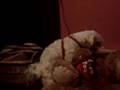 humpin doggie