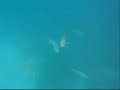 Snorkeling Guardalavaca & Cayo Saetia Cuba