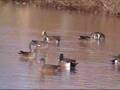 goose hunt  2 4 07