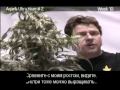 Green House Arjan's Ultra Haze#2 Grow with Russian Subtitles Green House Arjan's Ultra Haze#2 Grow with Russian Subtitles