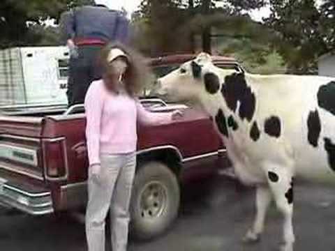 My Best Friend, the Cow Black Spot ~ ...