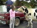My Best Friend, the Cow Black Spot ~ Part 1