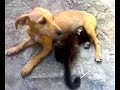 Gato Loco