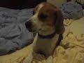Blue Heeler & Beagle Blue Heeler & Beagle