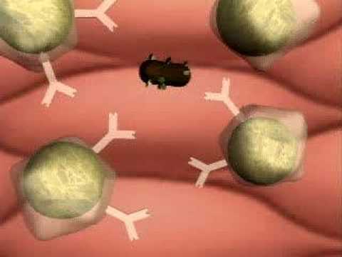 Specific Immunity, Antibodies