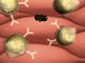 Specific Immunity, Antibodies Specific Immunity, Antibodies