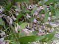 +orquídeas