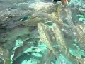 Une journ�e avec nos amis aquatiques