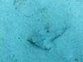 the batfish