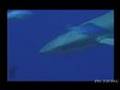 BlueCorner Palau （パラオ　シャークダイビング）　