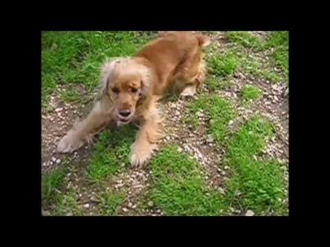 how to train cocker spaniels