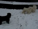 White & Black Pulik Winter Play in the Snow White & Black Pulik Winter Play in the Snow