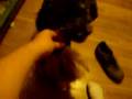 Ardorin le roba una chuche a nit