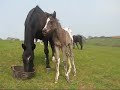 Foals in the Spring sunshine