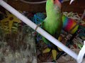 burd drawer crazy