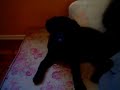 CÃO HOMMER RECLAMANDO DE SUA MÃE.