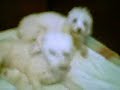 Perra abuela amamanta a los cachorros con la madre