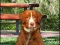 videos de Histórias de um Cão
