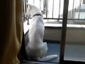 Kishu