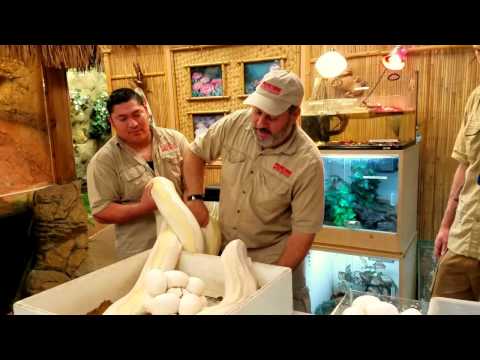 YouTube reptile video