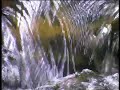 Terra - Ambient Music & Natural Splendor