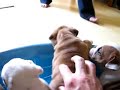 English Bulldog Puppies English Bulldog Puppies