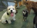Many Little White Dogs - Riese, Maurice, MIka, and Chloe
