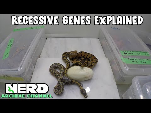 YouTube reptile video