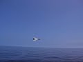 F14 SONIC BOOM TRAIL