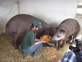 Click to play video