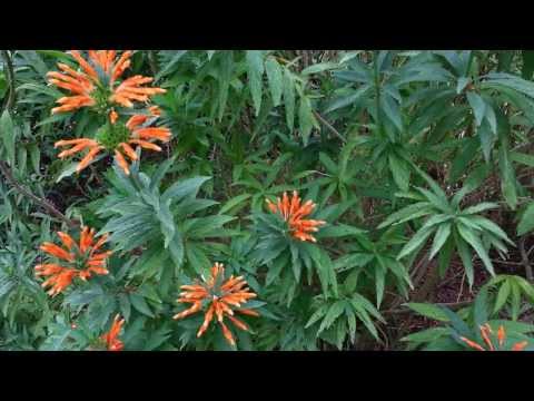 how to harvest klip dagga