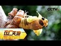 《农广天地》金蝉养出致富路 20181114 | CCTV农业