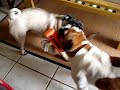 Buldogue Franc�s X Pug