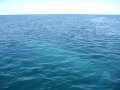 FONHAPO BALLENA GRIS  BAHIA MAGDALENA