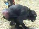 baboon