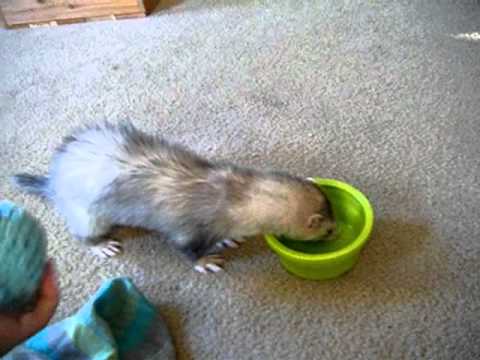 how to train ferret not to bite